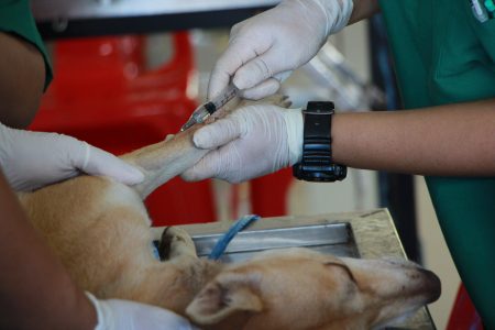 Peringati hari Rabies sedunia, royal canin dan zoetis Indonesia berikan 30 ribu donasi vaksin rabies
