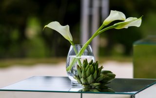 Tanaman beracun bagi manusia dan hewan peliharaan