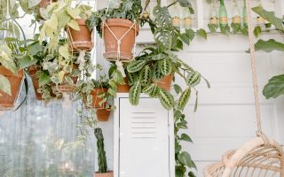 Penyebab tanaman layu