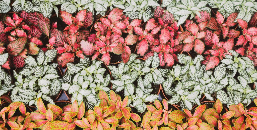 Begonia Rex 