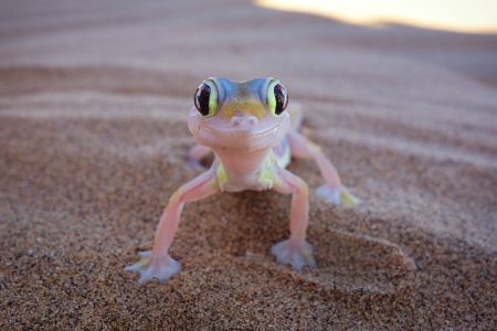 Bahan alami pengusir cicak