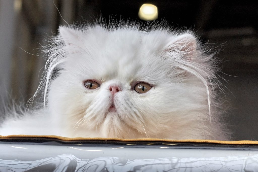 Menjaga kesehatan kucing
