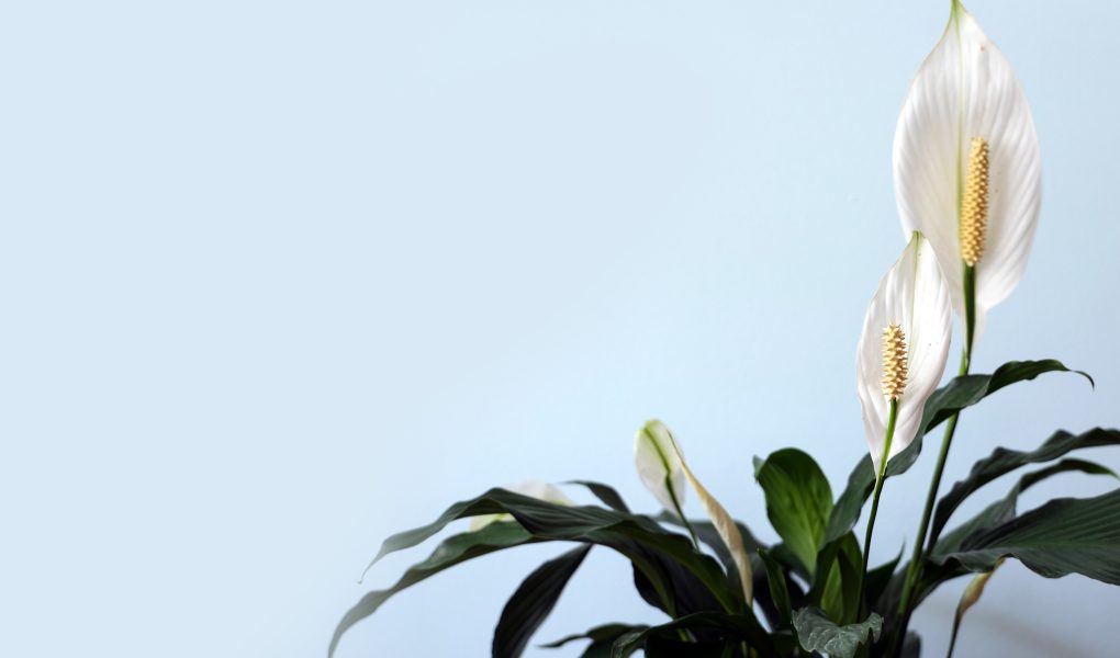 Manfaat Peace Lily