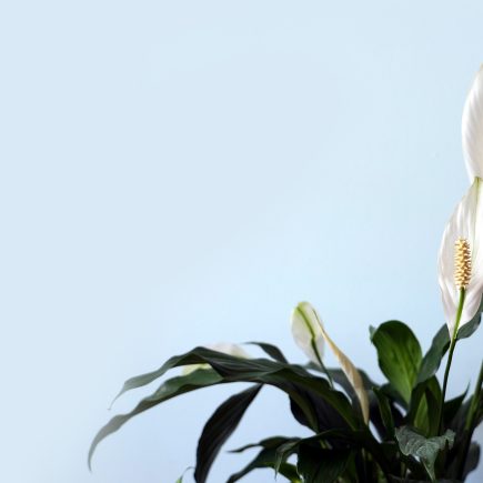 Manfaat Peace Lily