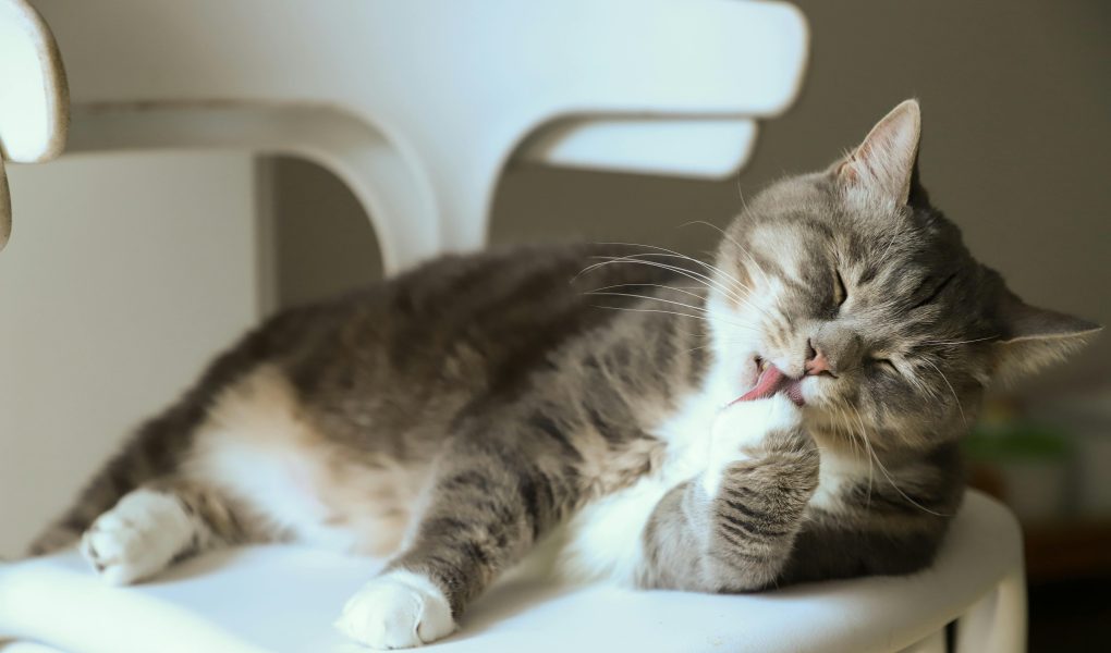 Kucing muntah busa putih