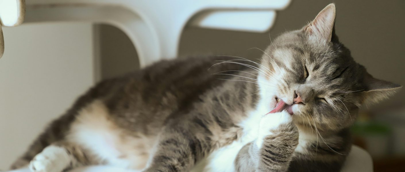 Kucing muntah busa putih