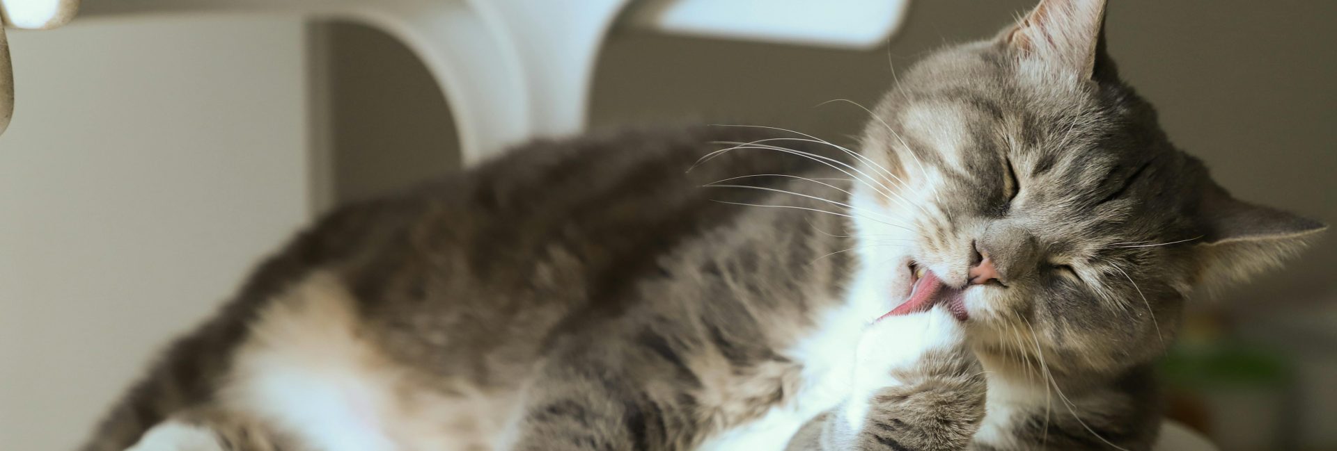 Kucing muntah busa putih