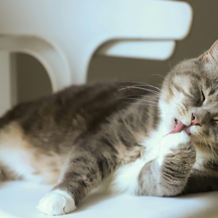 Kucing muntah busa putih