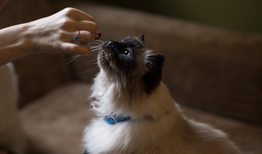 Jenis Kucing Himalaya