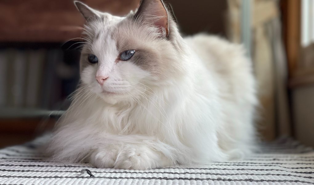 Supaya Kotak Pasir Kucing Tidak Berbau