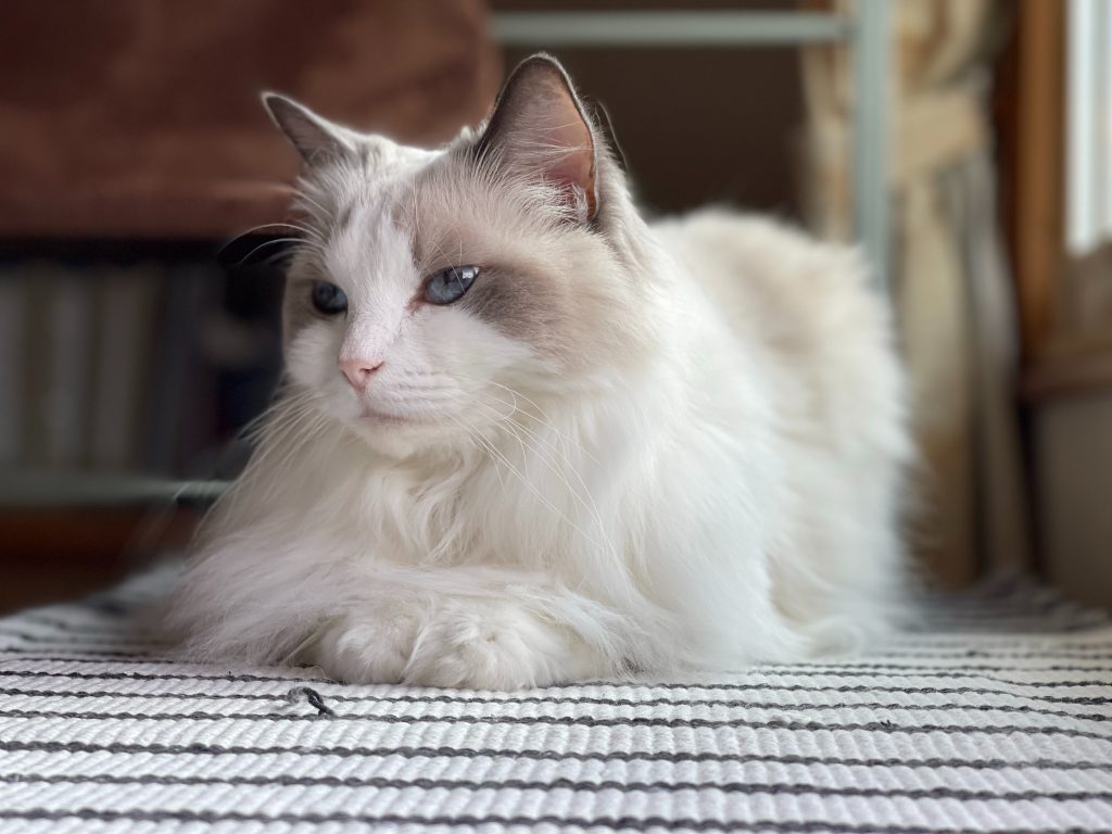 Kucing Ragdoll