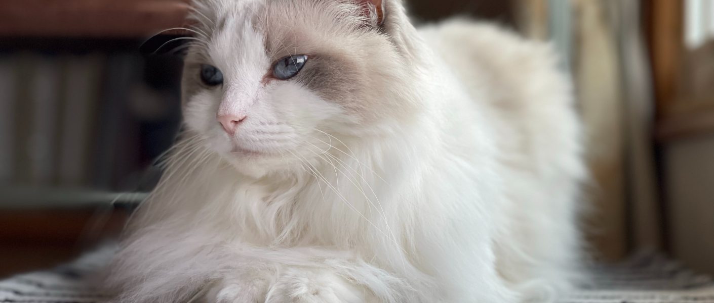 Supaya Kotak Pasir Kucing Tidak Berbau