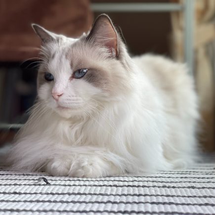 Supaya Kotak Pasir Kucing Tidak Berbau