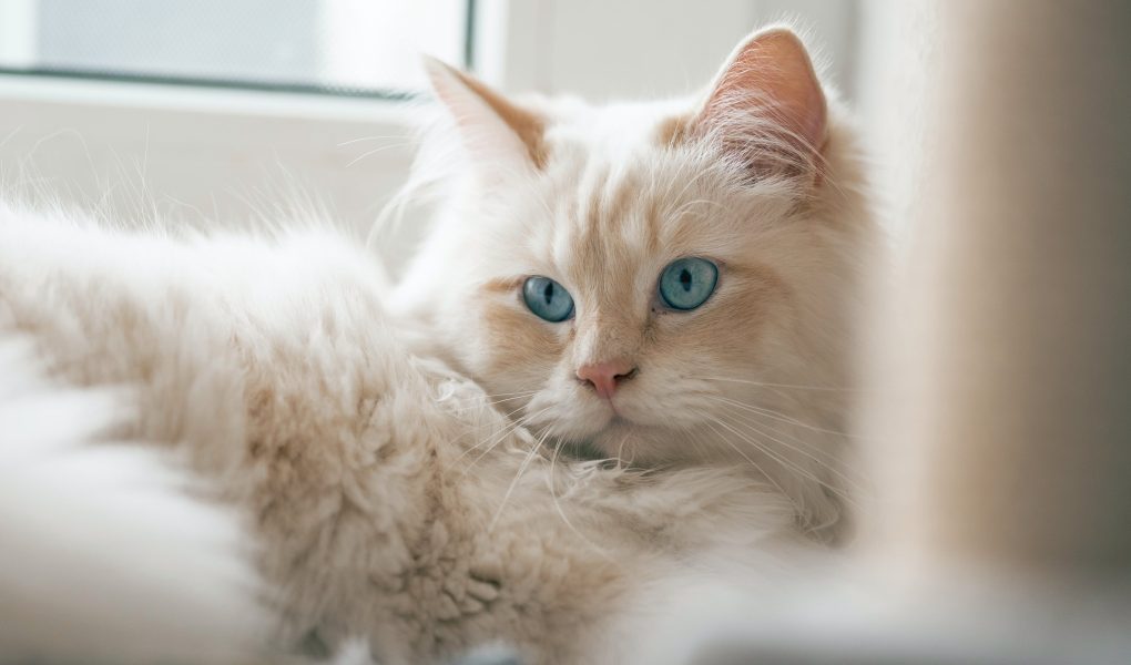 Jenis kucing peliharaan