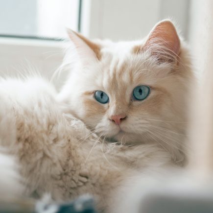 Jenis kucing peliharaan