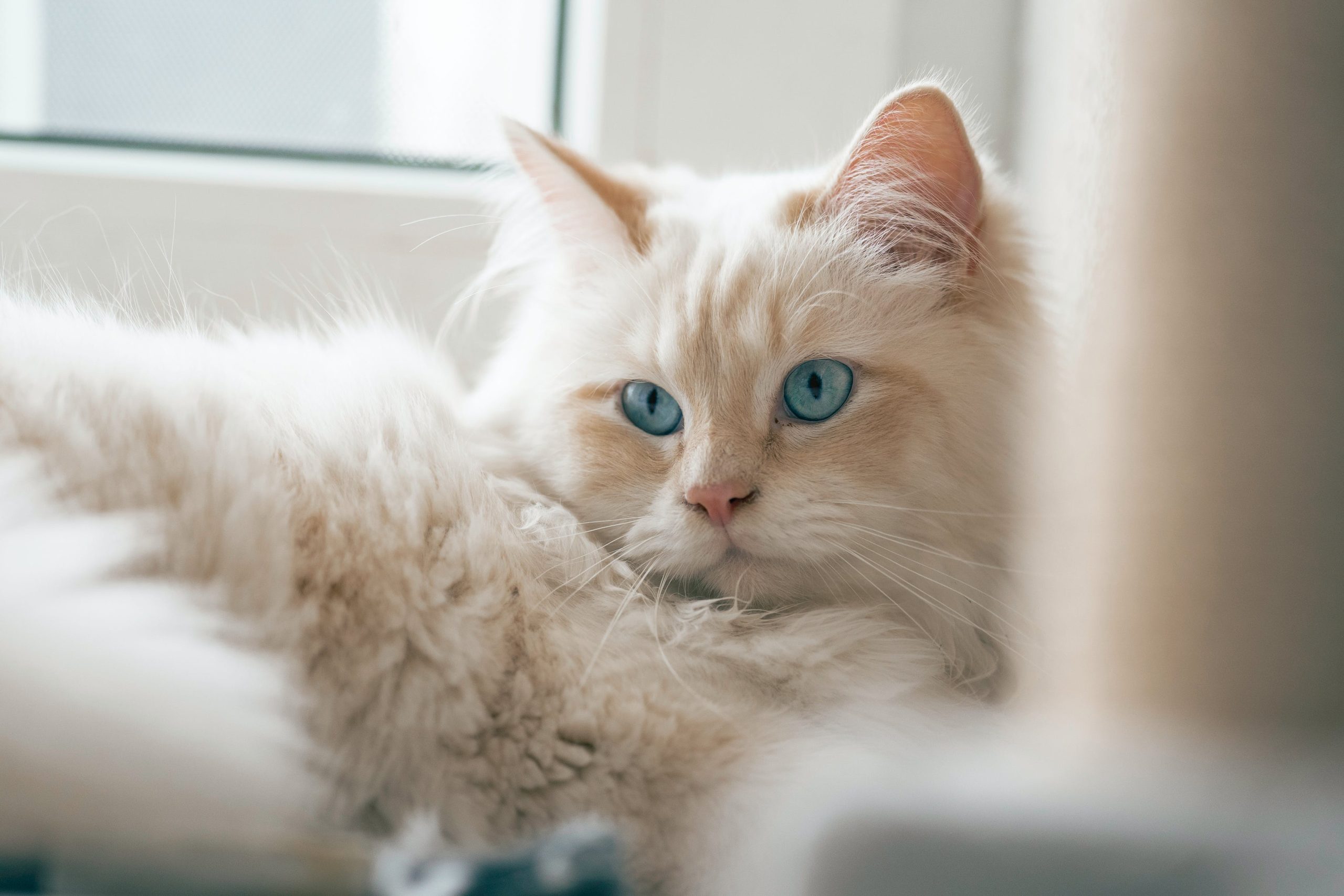 6 Jenis Kucing Peliharaan Yang Ramah Dan Mudah Beradaptasi