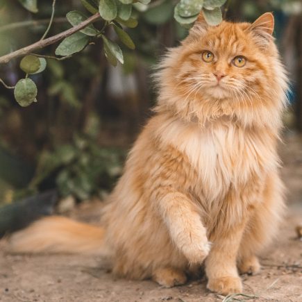 Kucing Jenis Maine Coon