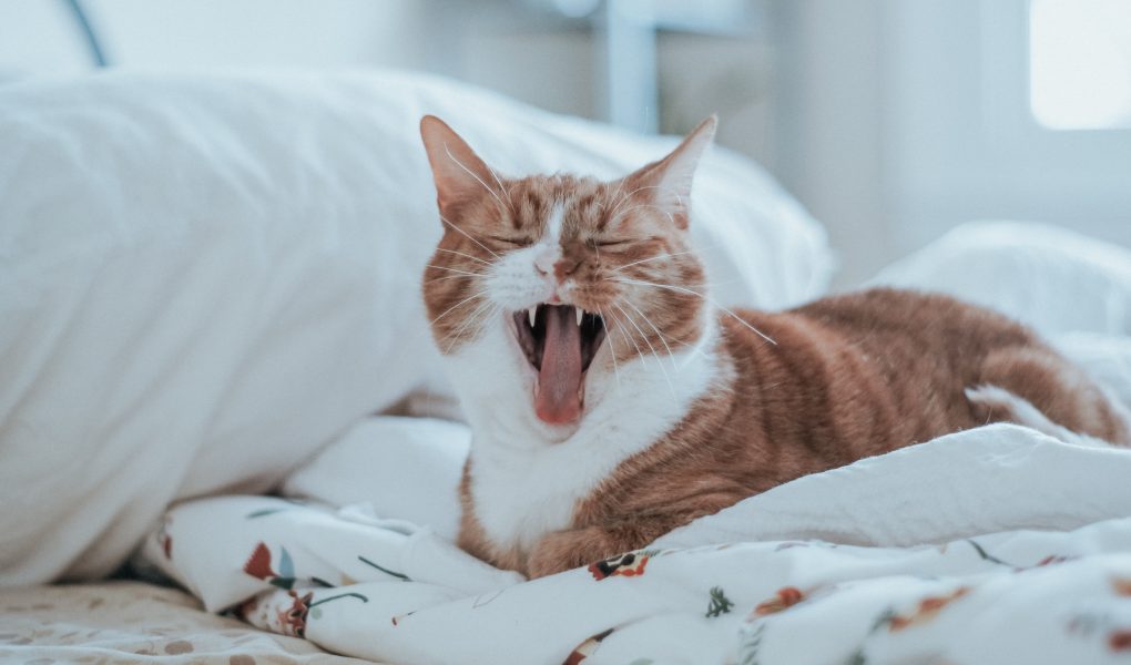Kucing muntah busa putih