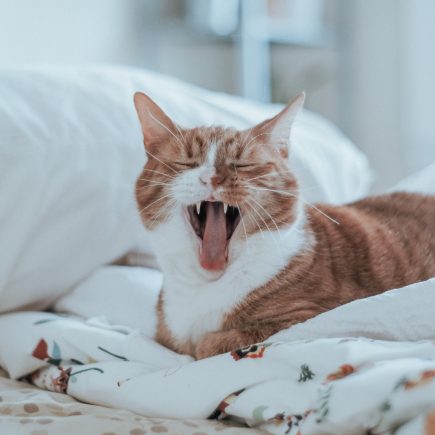 Kucing muntah busa putih