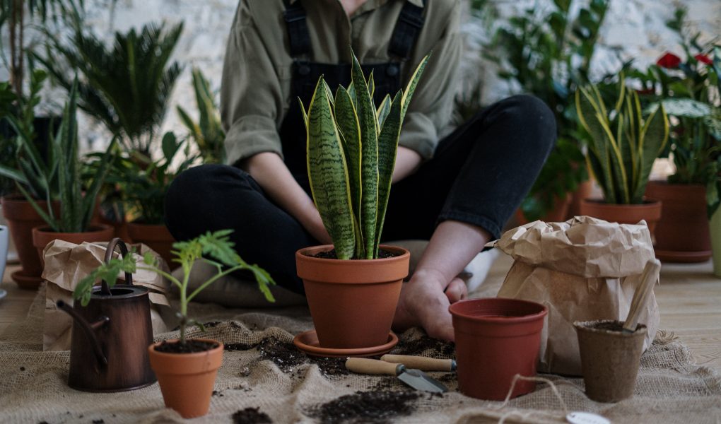 Cara Agar Daun Tanaman Hias Hijau