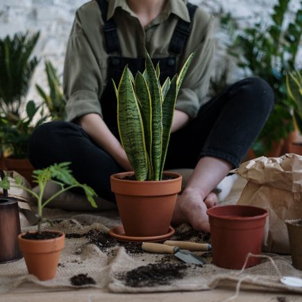 Cara Agar Daun Tanaman Hias Hijau