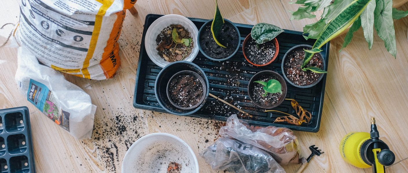 Waktu Terbaik Untuk Menyiram Tanaman