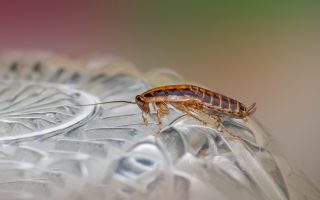 Cara Menghilangkan Kecoa di Kamar Mandi