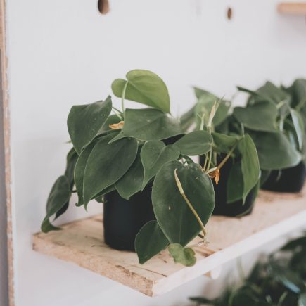 Merawat Philodendron