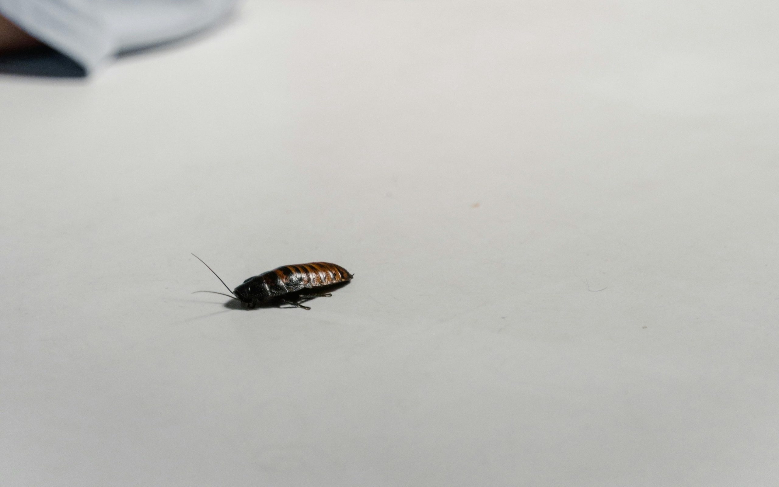 Cara Membasmi Kecoa di Laci Dapur