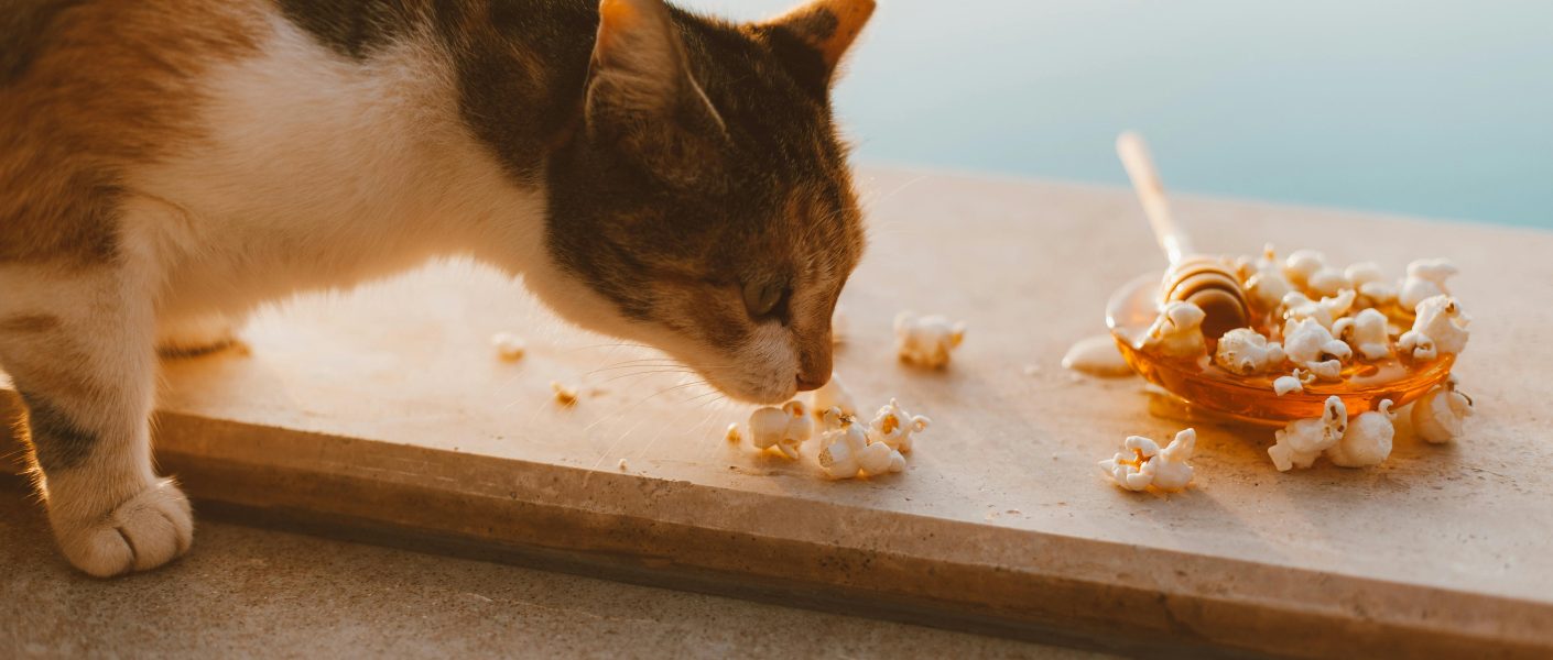 Aroma yang tidak disukai kucing