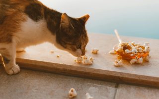 Aroma yang tidak disukai kucing