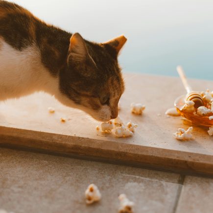 Aroma yang tidak disukai kucing