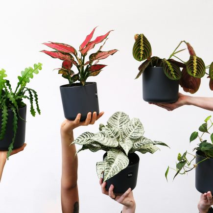 Ragam Tanaman Hisa Daun
