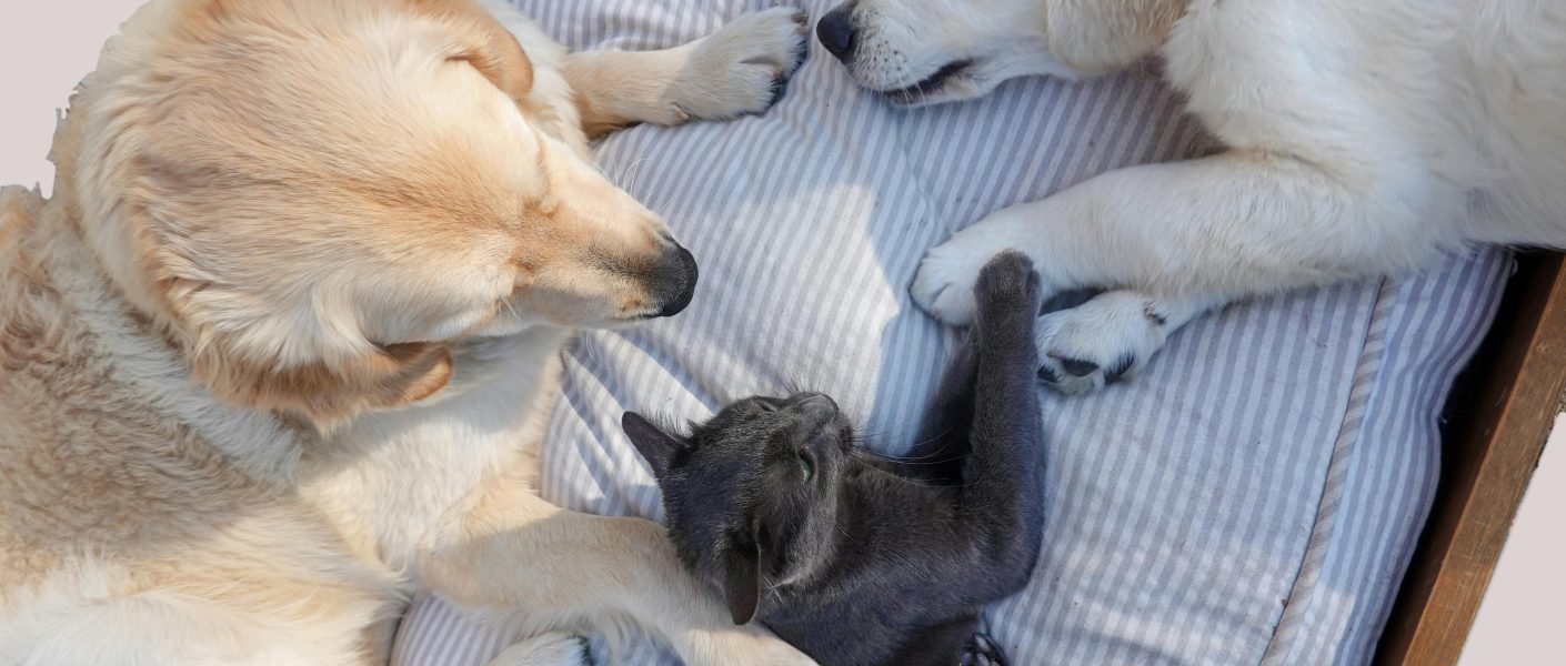 Royal Canin dan Zoetis Ajak Tingkatkan Kesadaran Kesehatan Hewan Peliharaan