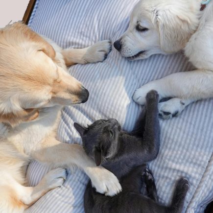 Royal Canin dan Zoetis Ajak Tingkatkan Kesadaran Kesehatan Hewan Peliharaan