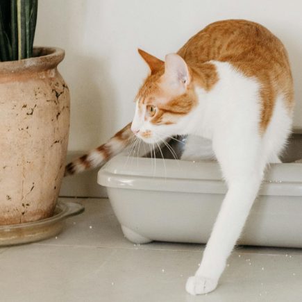 Ciri-ciri Kucing Stres