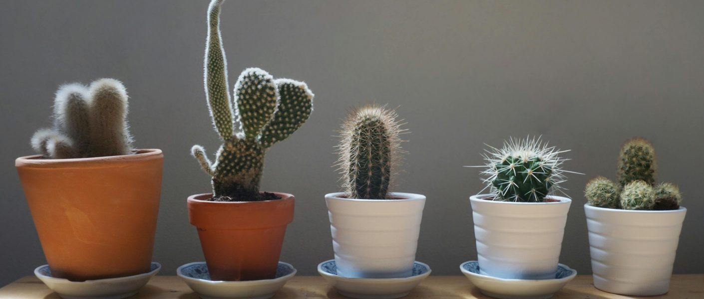 Tanaman Hias Outdoor yang Tahan Panas