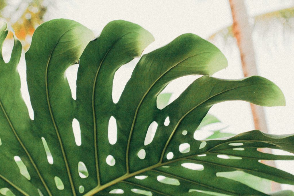 Tanaman Hias Monstera