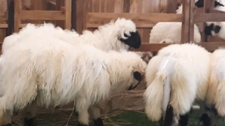 Ragam Hewan di IIPE 2024