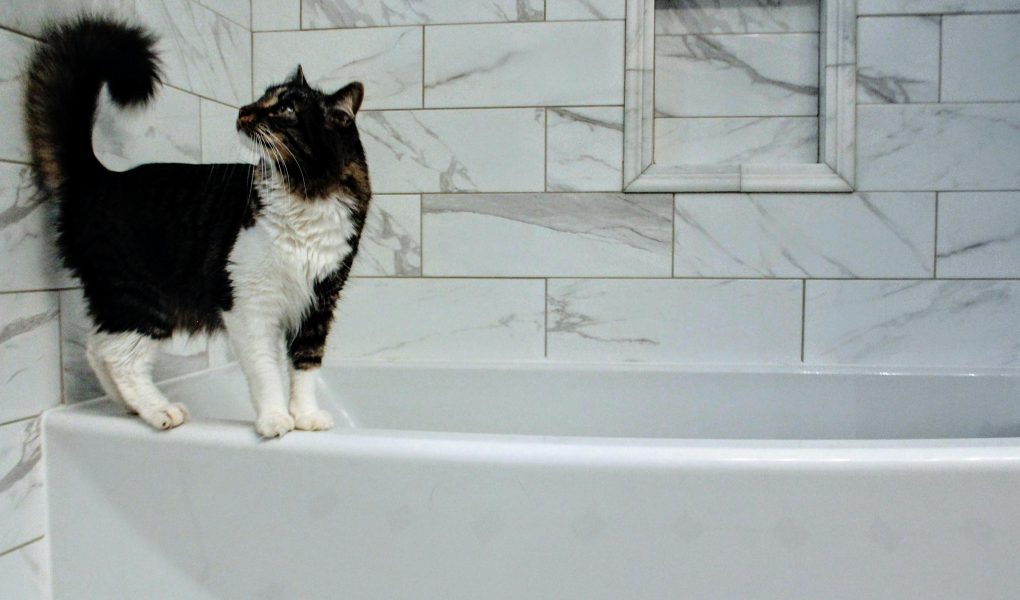 Kucing Tidur di Dalam Kamar Mandi