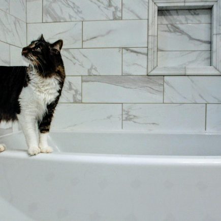 Kucing Tidur di Dalam Kamar Mandi