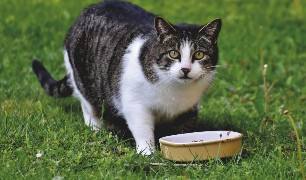 Apakah Kucing Boleh Makan Nasi