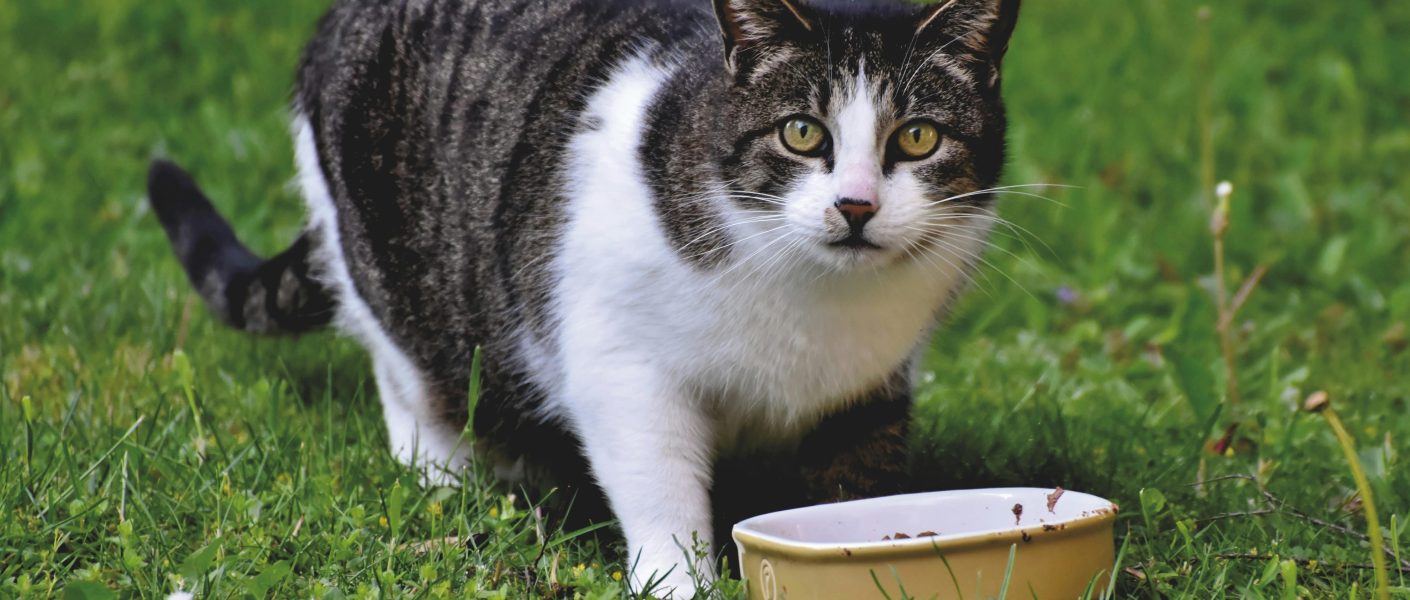 Apakah Kucing Boleh Makan Nasi