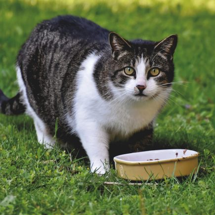 Apakah Kucing Boleh Makan Nasi
