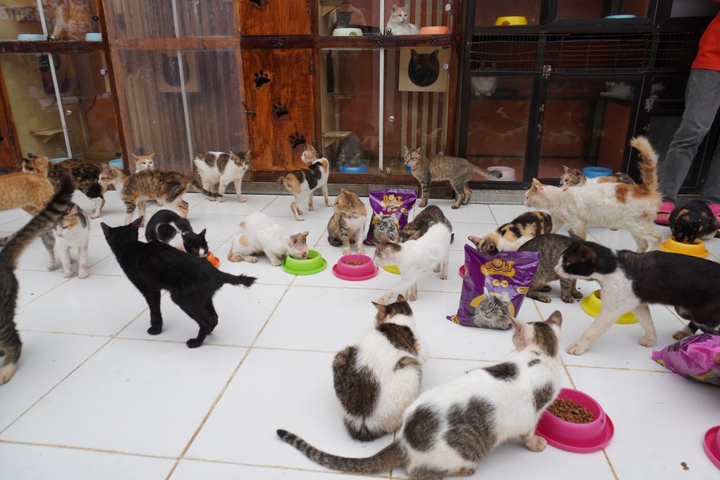 Nutrisi Makanan Hewan Peliharaan