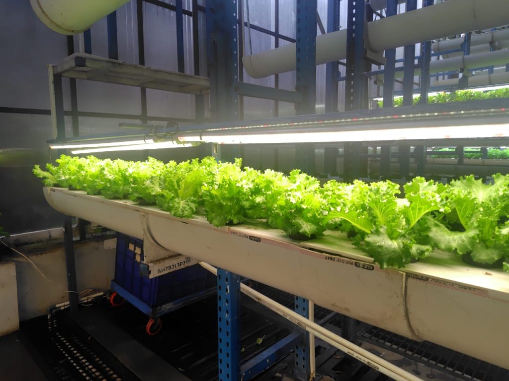 Salah Satu Tanaman yang Ditanam di Ladang Farm, Foto: Dok. Homeloving,id