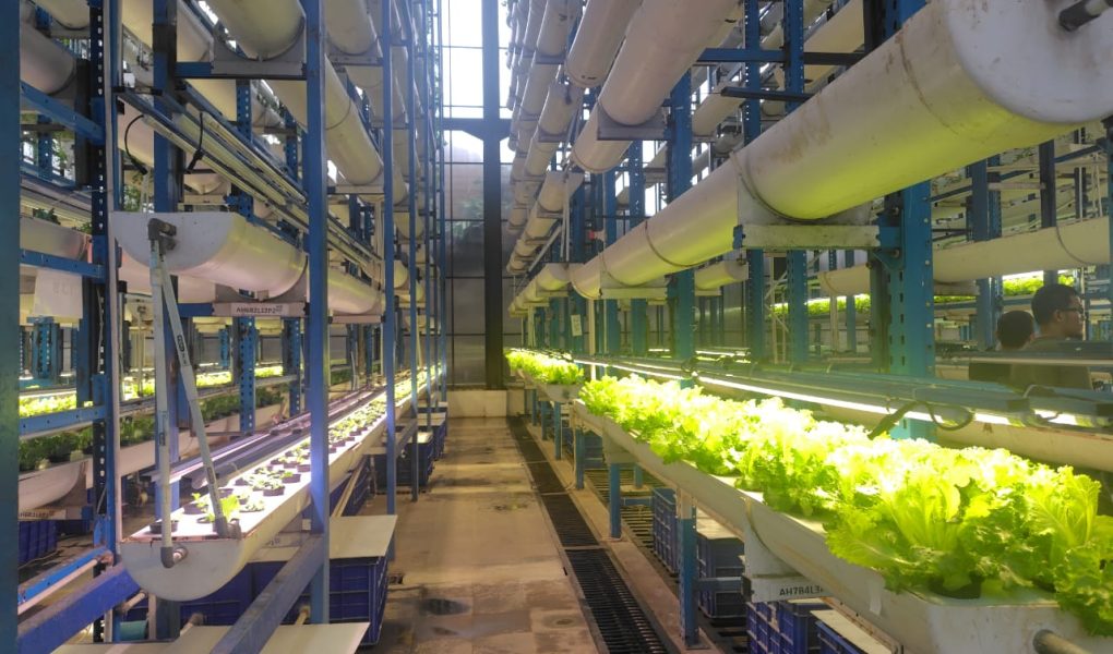 Ladang Farm, Urban Farming Tertinggi di Indonesia