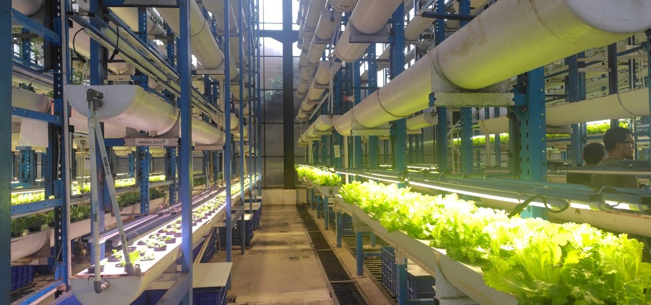 Ladang Farm, Urban Farming Tertinggi di Indonesia