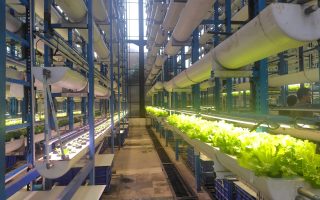 Ladang Farm, Urban Farming Tertinggi di Indonesia