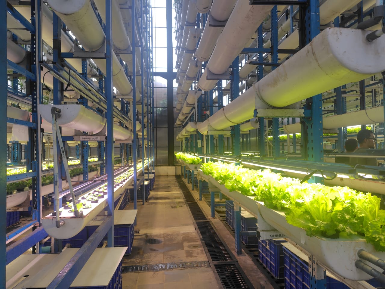 Urban Farming Tertinggi di Indonesia, Ladang Farm Jadi Destinasi Baru Agrowisata